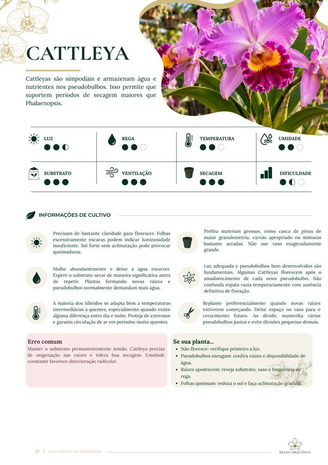 Ficha de cultivo da Cattleya