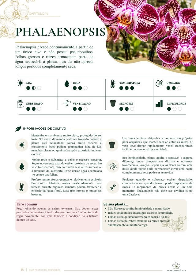 Ficha de cultivo da Phalaenopsis